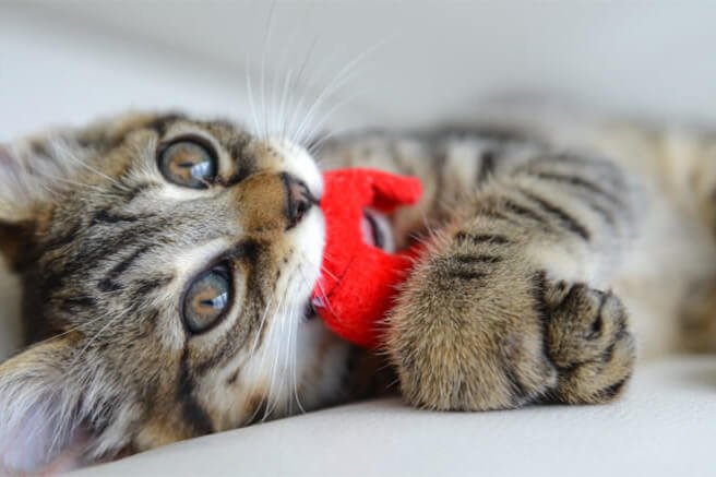 【獣医師監修】猫の誤飲が疑われるときのチェック項目と対処法